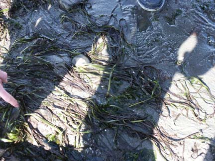 Eelgrass