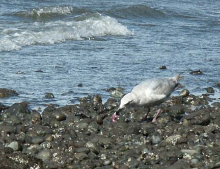 Gull snagging a little sea star