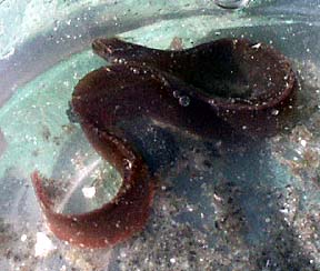 Gunnel (blenny)