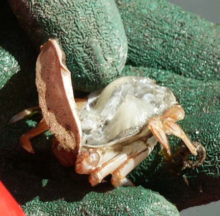 Crab molt