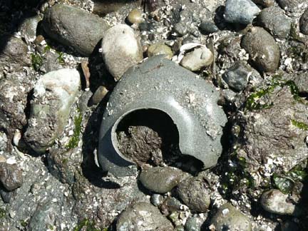 Moon Snail egg case