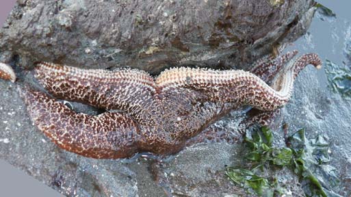 Purple Sea Star