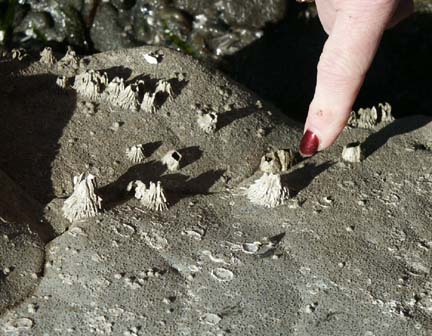 Thatched Barnacles