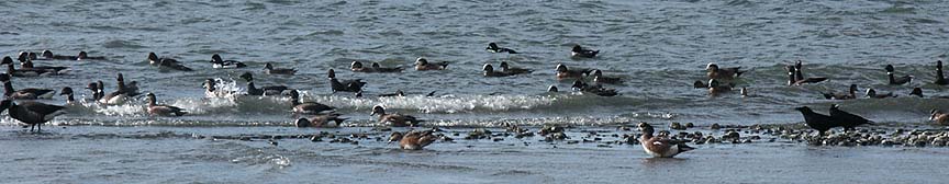 Various shorebirds, etc.