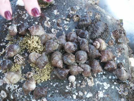 Whelks & eggs