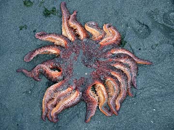 sunflower seastar