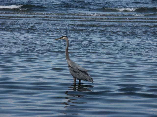 heron