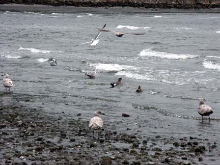 Carkeek birds