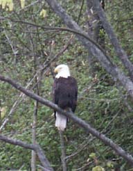 Bald eagle