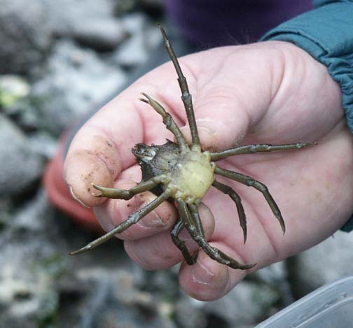 Kelp crab