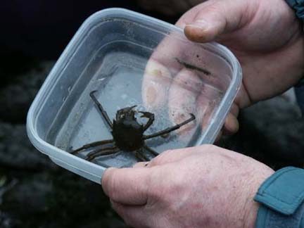 Kelp crab