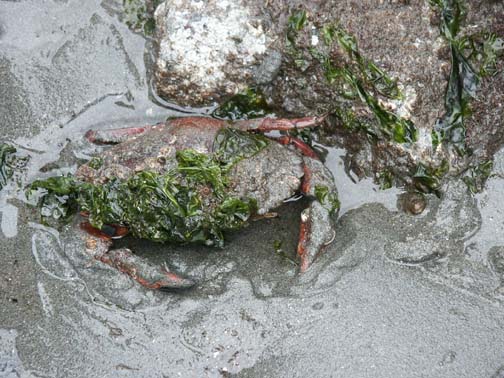 Red rock crab