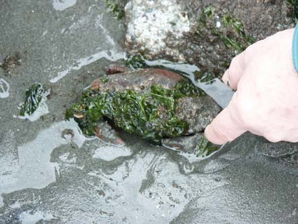 Red rock crab