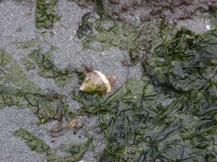 Whelk / sea weed