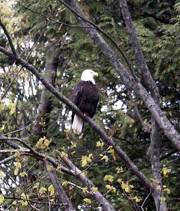 Bald eagle