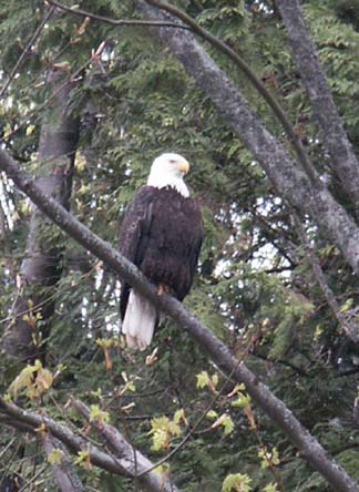 Bald eagle