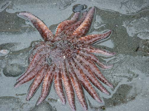 Sunflower sea star