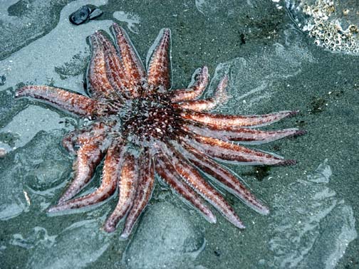 Sunflower sea star