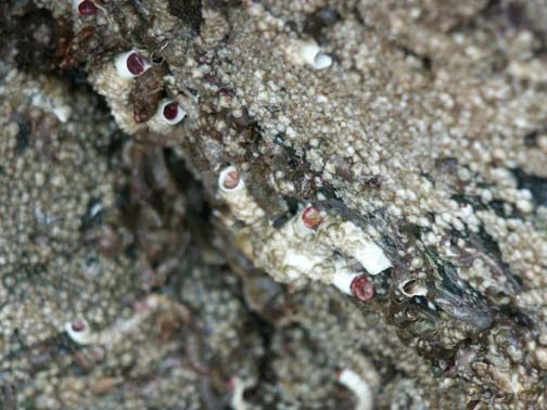 Calcareous tube worms