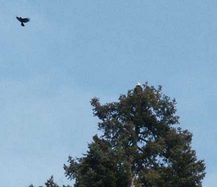 Crow harrassing eagle