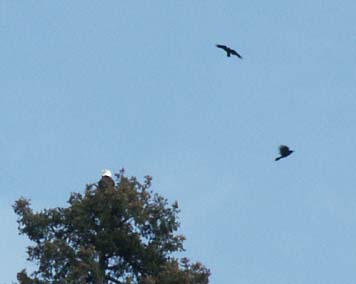 Crows harrassing eagle