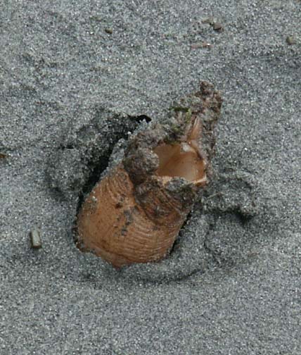 Horse clam (?)
