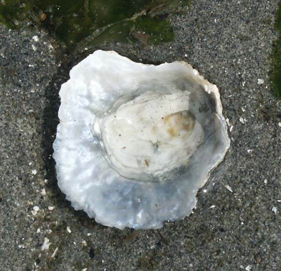 Jingle shell