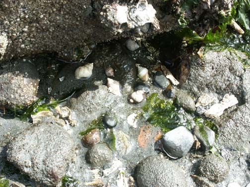 Whelks + Miscellaneous -- anybody help ID?