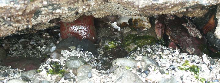 Anemone + Miscellaneous -- anybody help ID?