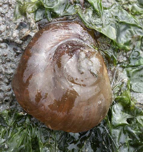 Moon snail shell