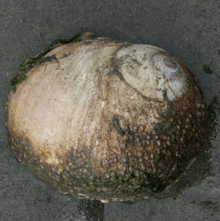 Moon snail shell