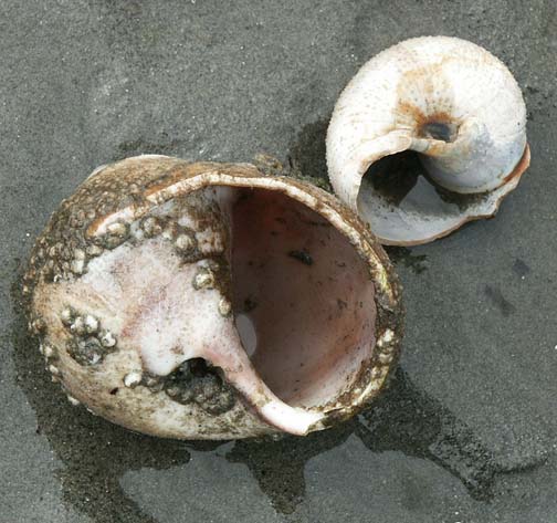 Moon snail shells