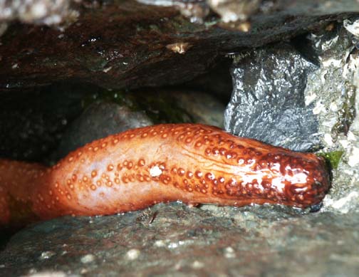 Sea cucumber