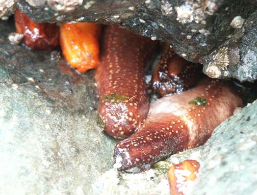 Sea cucumbers