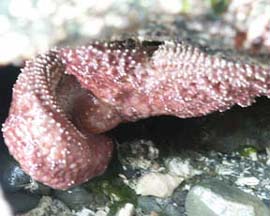 Purple Sea Star