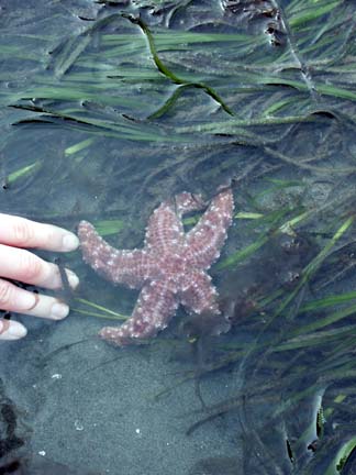 Purple Sea Star