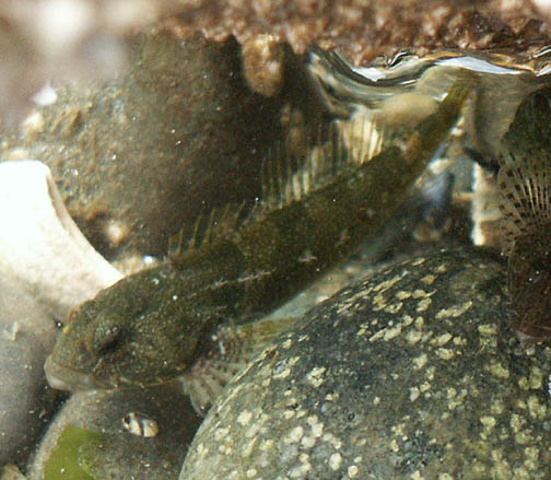 Tidepool sculpin