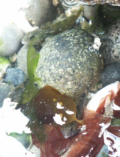 Tidepool sculpin