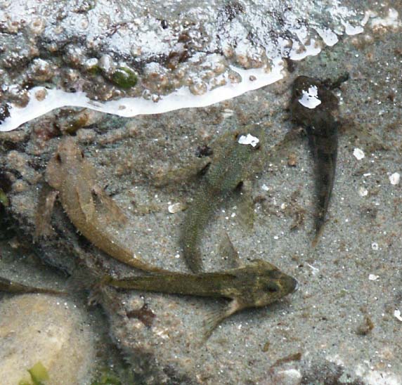 Tidepool sculpin