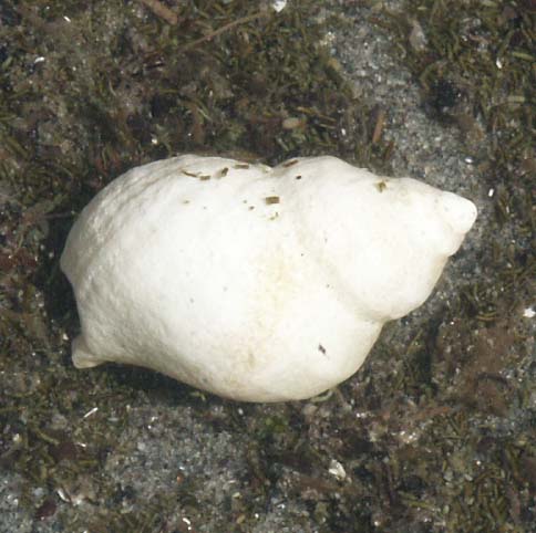 Whelk