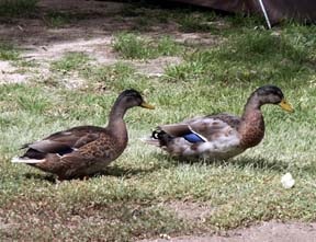 Millpond ducks