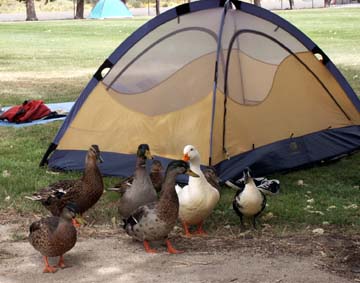 Millpond ducks