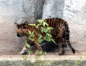 baby tiger