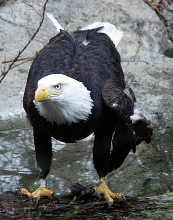 eagle