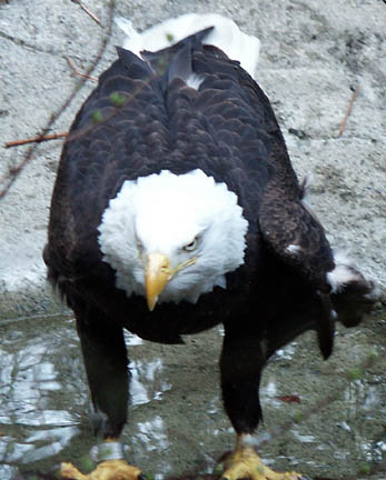 eagle