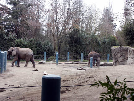 elephants