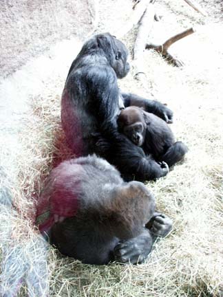 gorillas