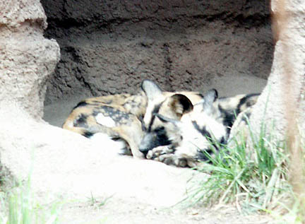 painted dogs