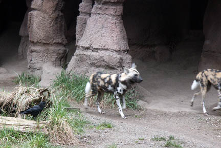 painted dogs