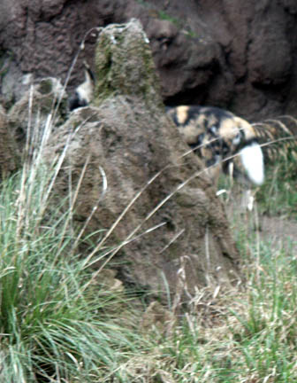 painted dogs